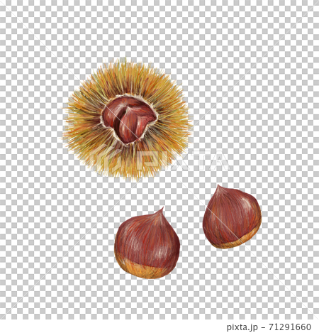 Chestnut Chestnut 71291660
