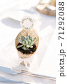 Succulent 71292088
