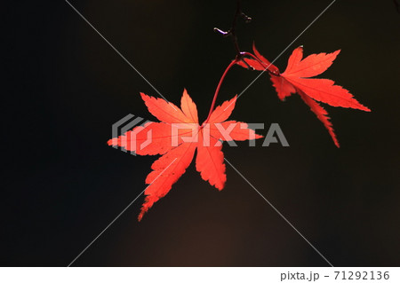 もみじ湖の紅葉 もみじ湖の紅葉 71292136