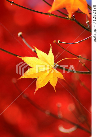 もみじ湖の紅葉 71292139