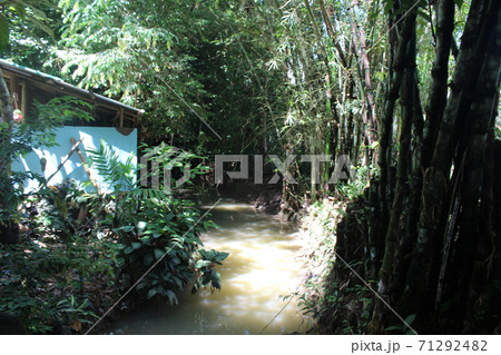 【フィリピン】パラワン島のツアーで行う登山中の風景 71292482