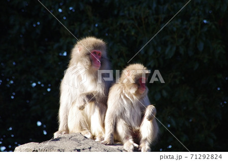 上野動物園のニホンザル 71292824