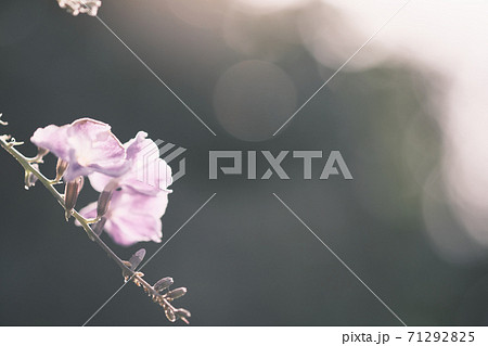 光に照らされる美しいデュランタ 71292825