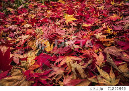 色鮮やかな紅葉の落ち葉の写真素材 [71292946] - PIXTA