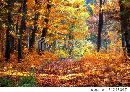 Landscape of autumn forest. Autumn leaf fall in the woodland. Landscape of autumn forest. Autumn leaf fall in the woodland. 71293047
