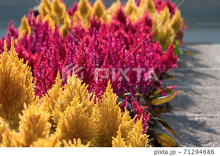 the amaranth field. colorful flowers back ground 71294686