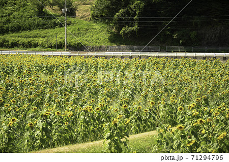 佐用町の一面のひまわり畑 佐用町の一面のひまわり畑 71294796