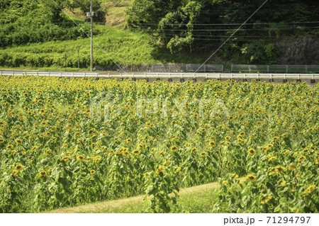 佐用町の一面のひまわり畑 71294797