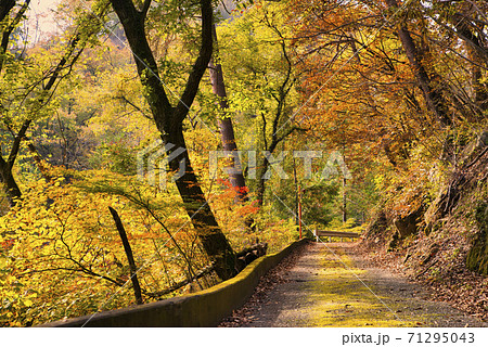 山梨県 紅葉の御嶽昇仙峡 一本道 山梨県 紅葉の御嶽昇仙峡 一本道 71295043
