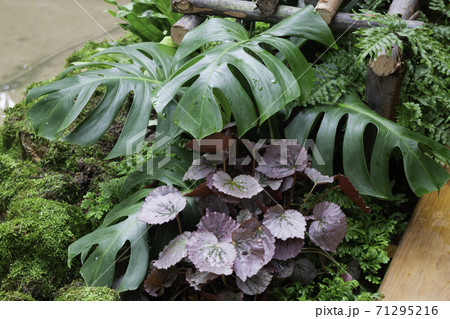 Green plants in tropical garden 71295216