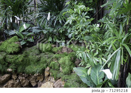 Green plants in tropical garden Green plants in tropical garden 71295218
