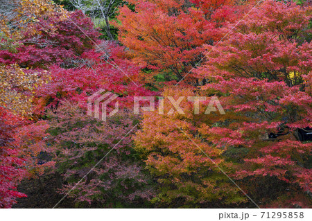 紅葉・秋 71295858