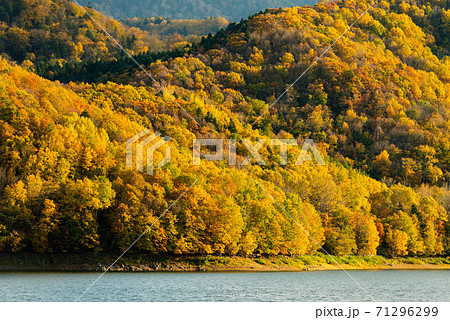 紅葉のかなやま湖畔、南富良野町10月中旬 紅葉のかなやま湖畔、南富良野町10月中旬 71296299
