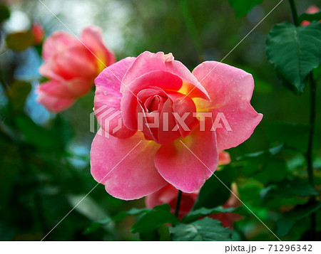 緑の中に映える秋バラ 緑の中に映える秋バラ 71296342