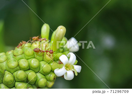 Close up red ant on beach mulberry in nature at thailand Close up red ant on beach mulberry in nature at thailand 71296709
