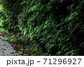 緑 71296927