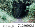 緑の通り道 71296928