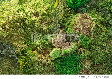 texture of wall decorated with flotal moss texture of wall decorated with flotal moss 71297106