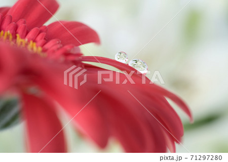 赤いガーベラの花びらの雫に映る白い花 赤いガーベラの花びらの雫に映る白い花 71297280