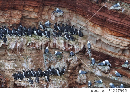 common murre on Heligoland 71297996