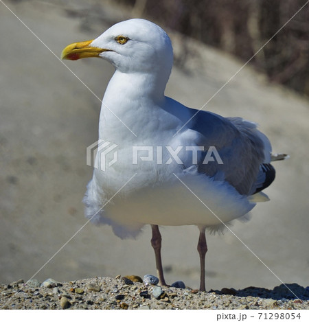 european herring gull on heligoland 71298054