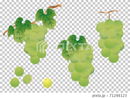 白葡萄麝香葡萄的物質插圖 71298123