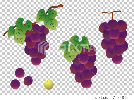 赤ぶどう 巨峰の素材イラストのイラスト素材