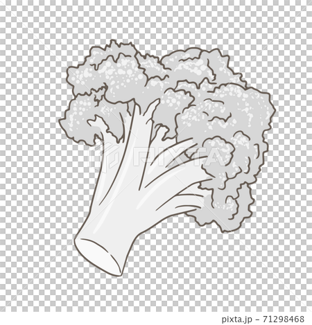 野菜のイラスト ブロッコリー 線画のイラスト素材