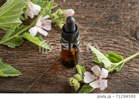 A bottle of marshmallow root tincture with Althaea officinalis plant 71298500