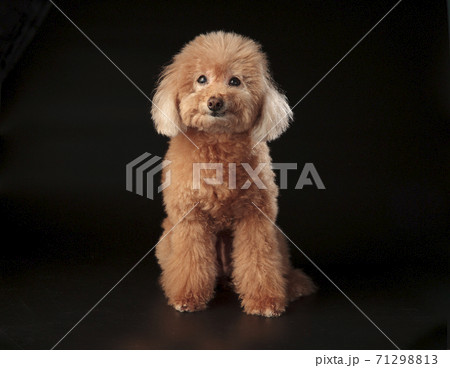 犬 狗 わんこ 71298813