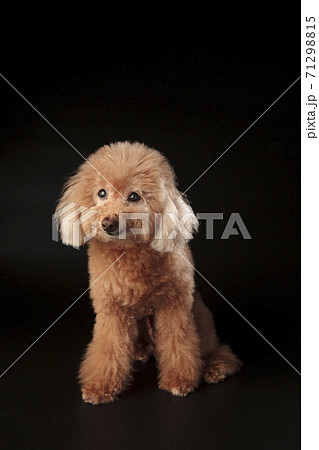 犬 狗 わんこ 71298815