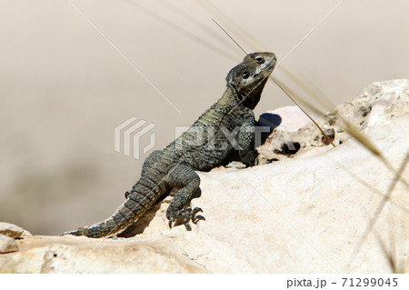 The lizard sits on a hot stone and enjoys the morning sun. Wildlife and fauna in Israel The lizard sits on a hot stone and enjoys the morning sun. Wildlife and fauna in Israel 71299045