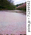 桜散る花びらの湖 71299562