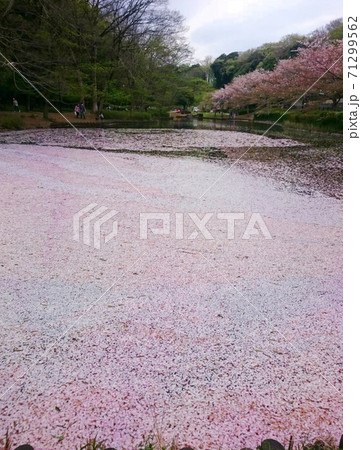 桜散る花びらの湖 71299562