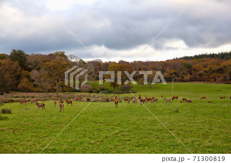 Killarney National Park, Ireland, UK 71300819