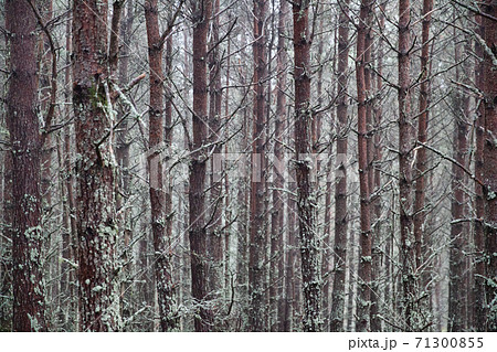 Autumn forest in Cairngorms National Park, close-up Autumn forest in Cairngorms National Park, close-up 71300855
