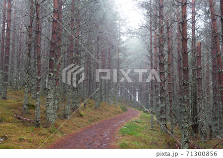 Autumn forest in Cairngorms National Park, close-up Autumn forest in Cairngorms National Park, close-up 71300856