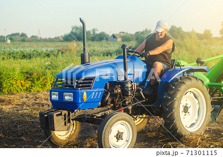 Farmer on a tractor works in the field. Digging up the potato crop. Farm work. Process of digging of root vegetables to surface for further harvest. Agricultural management skills and earthworks. 71301115