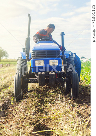 Farmer on a tractor digs out potatoes from soil. Extract root vegetables to surface. Harvesting potatoes in autumn. Farming and farmland. Agricultural work in the field. Countryside. 71301125