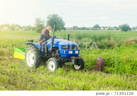 Farmer on a tractor digs out potatoes from soil. Extract root vegetables to surface. Harvesting potatoes in autumn. Farming and farmland. Countryside. Agricultural work in the field. Farmer on a tractor digs out potatoes from soil. Extract root vegetables to surface. Harvesting potatoes in autumn. Farming and farmland. Countryside. Agricultural work in the field. 71301126