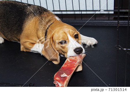 A young Beagle nibbles a real bone with meat. 71301514