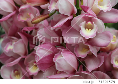 シンビジウムの花 71301579