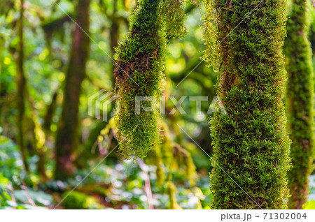 Close up of moss growing on tree branches. Close up of moss growing on tree branches. 71302004
