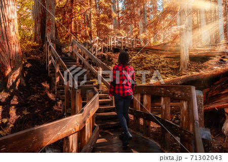 Wooden Pathway in the Rain Forest. Fall Colors with Sunrays Art Render Wooden Pathway in the Rain Forest. Fall Colors with Sunrays Art Render 71302043