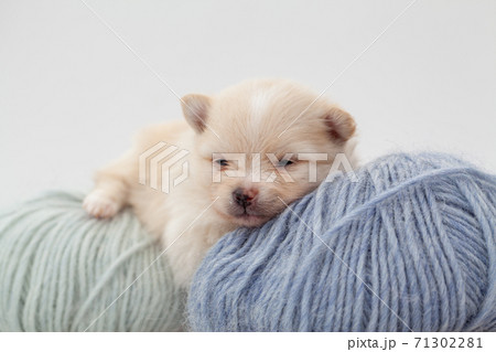 Pomeranian spitz puppy. Pomeranian spitz puppy. 71302281