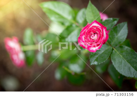 Roses in the garden Roses in the garden 71303156