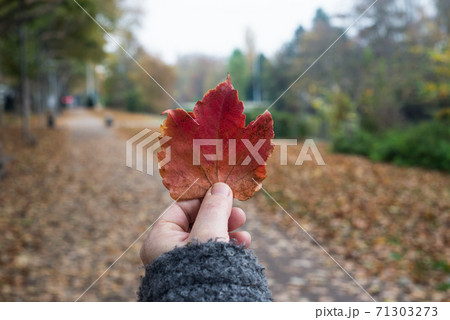Closeup of red autumnal maple leaf in hand of woman in a public garden Closeup of red autumnal maple leaf in hand of woman in a public garden 71303273