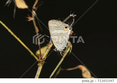 ウラナミシジミ ウラナミシジミ 71303347