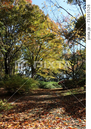 信州の公園の秋の黄葉秋の落ち葉道 信州の公園の秋の黄葉秋の落ち葉道 71303526