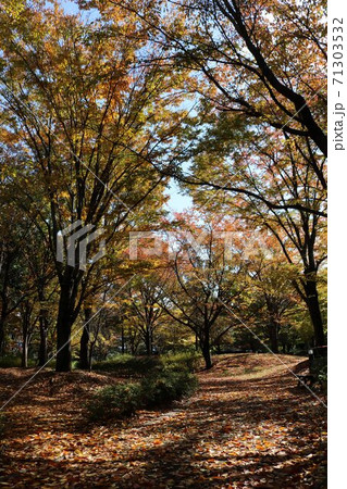 信州の公園の秋の黄葉秋の落ち葉道 信州の公園の秋の黄葉秋の落ち葉道 71303532